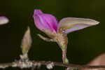 Eastern milkpea